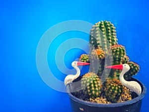 CactusÃÂ background